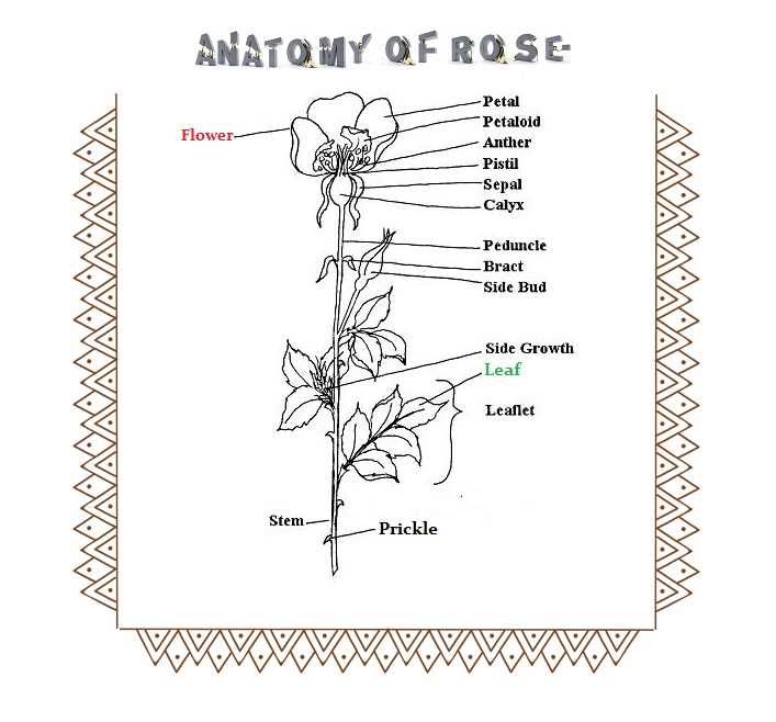 Understanding The Anatomy Of A Rose Diagram